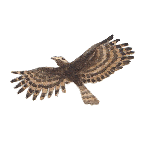 sukasantai-map-eagle