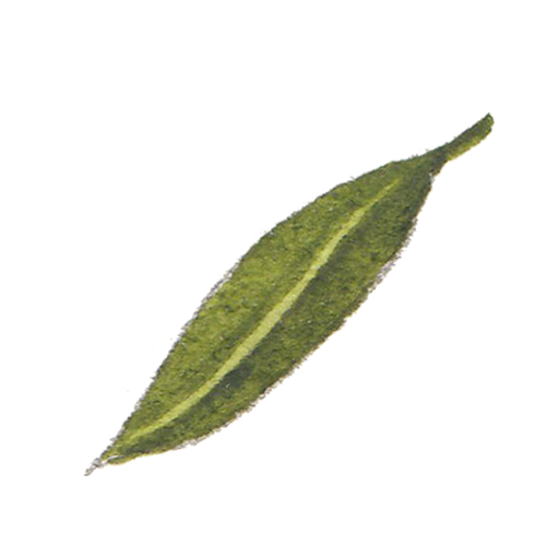 sukasantai-map-leaves